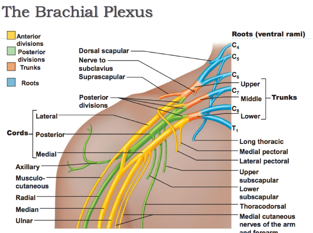 Anatomy of the Brachial Stun